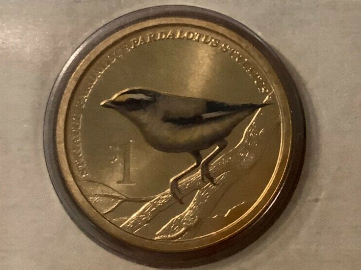 2013 PNC Striated Pardalote.